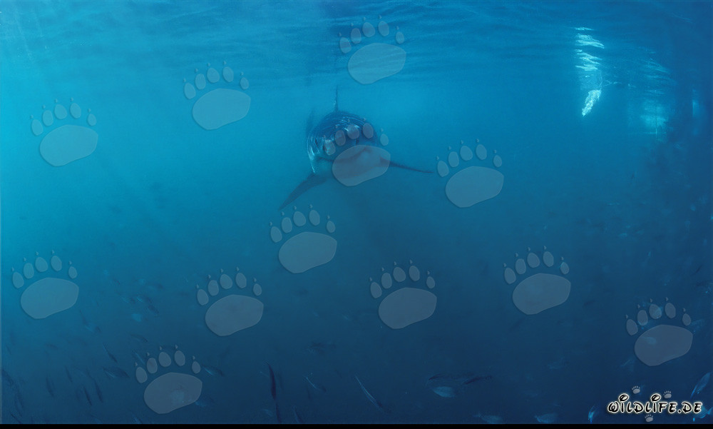 Jeune Requin Blanc dans un banc de poissons