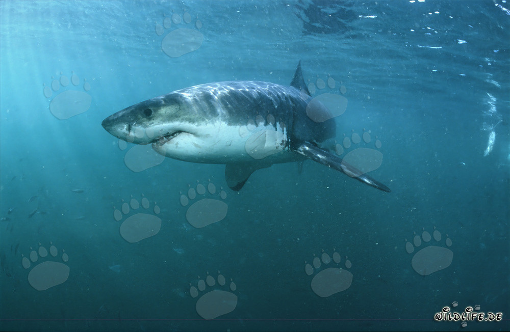 Grands requins blancs : des super prédateurs fascinants des mers