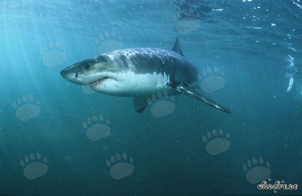 Great White Sharks: Fascinating Super Predators of the Seas