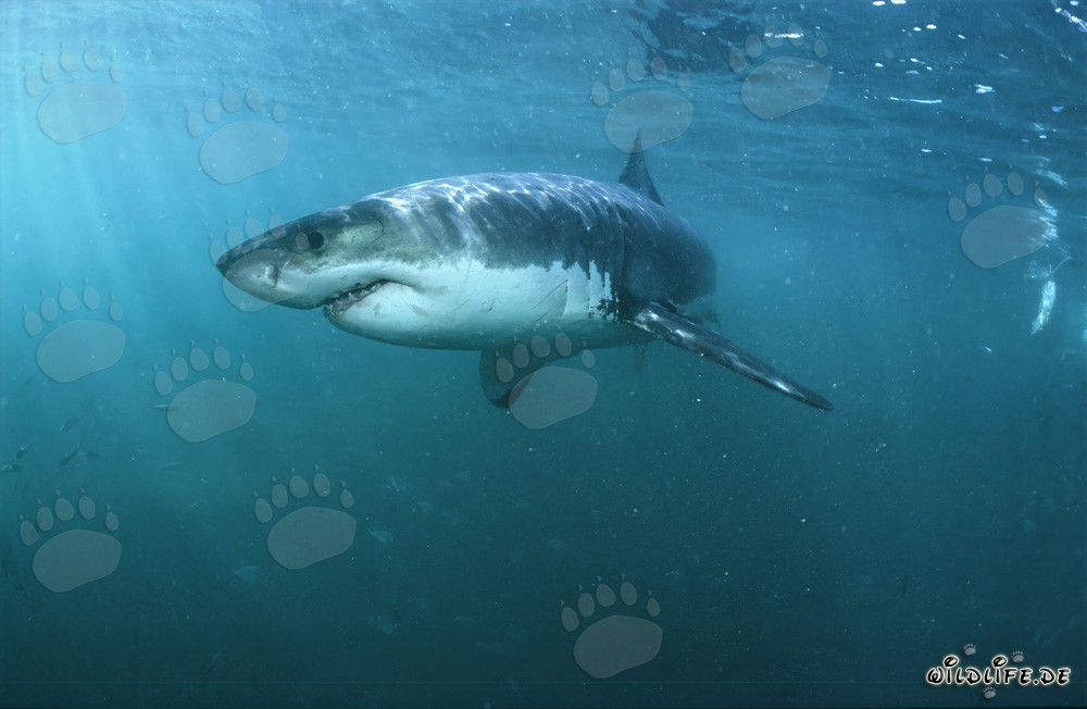 Squali bianchi: affascinanti superpredatori marini