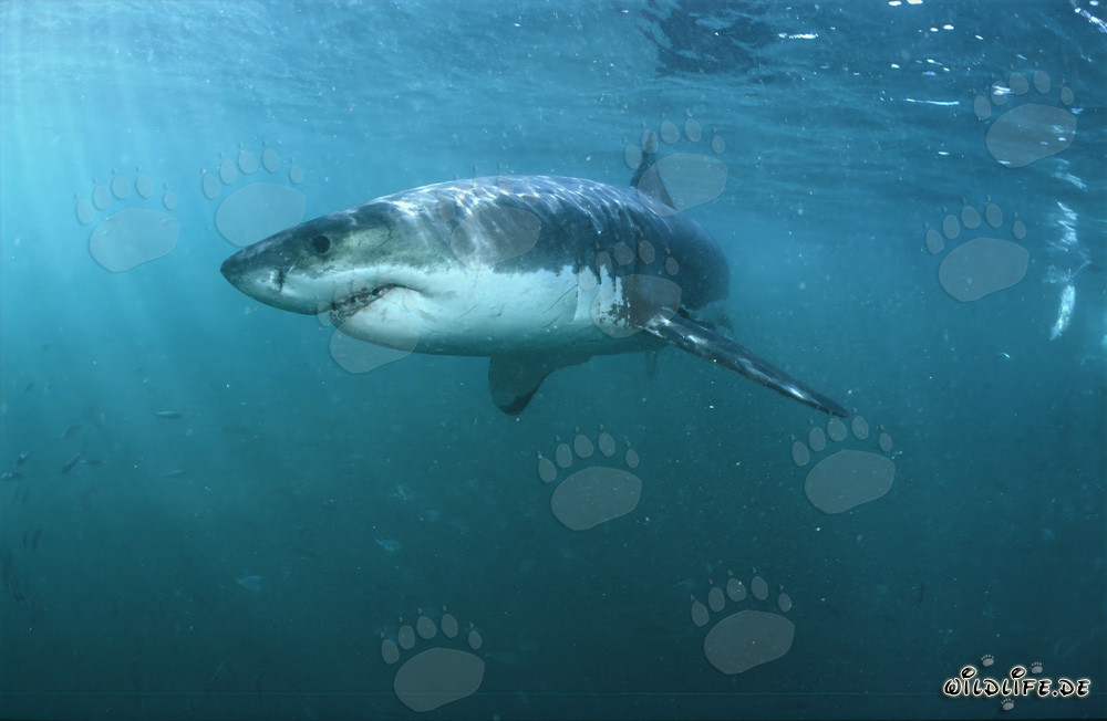 Tiburones blancos: fascinantes superdepredadores marinos