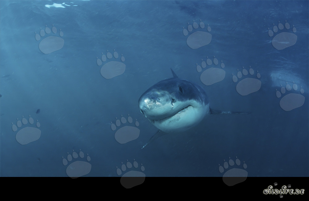 Fearless approach of a Baby Great White Shark to the coast of Gansbaai