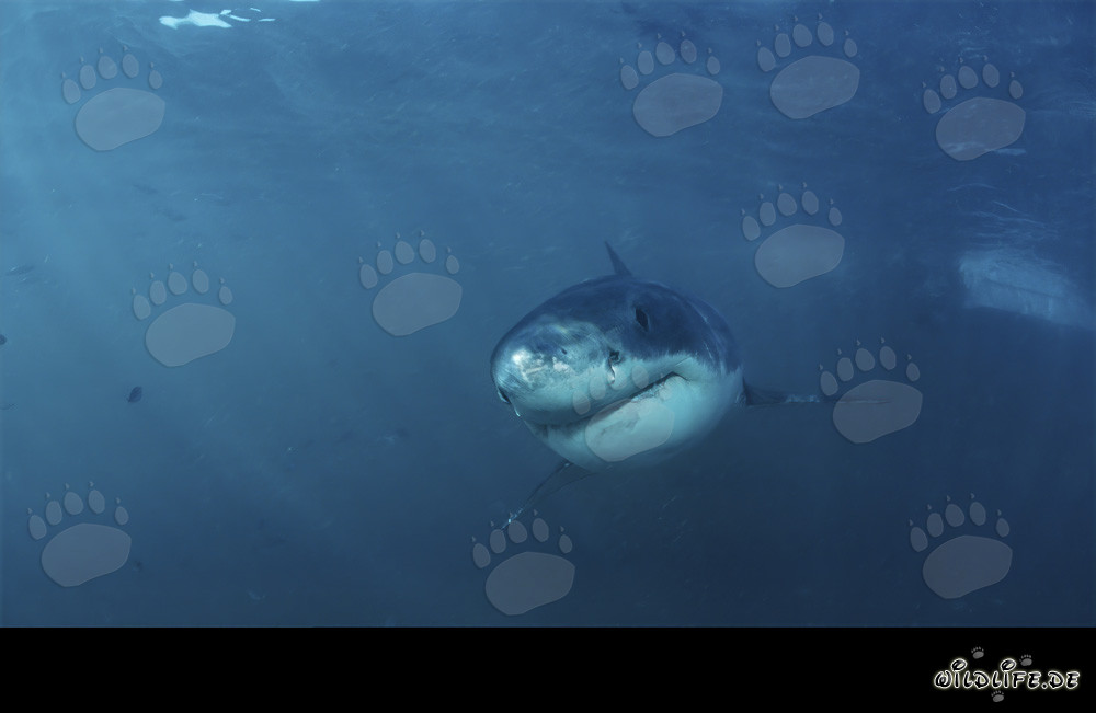 Un bébé grand requin blanc s'approche sans peur de la côte de Gansbaai