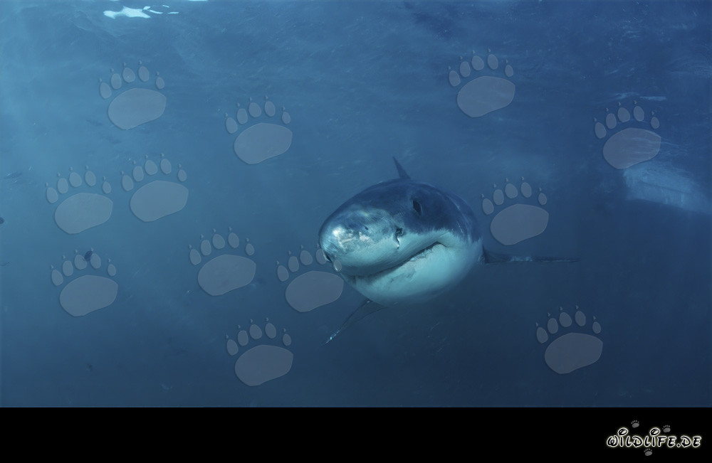 Un bebé tiburón blanco se acerca sin miedo a la costa de Gansbaai