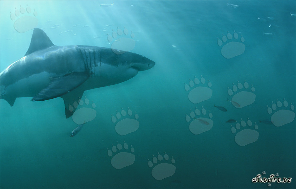 Grand requin blanc fascinant nage avec de petits poissons