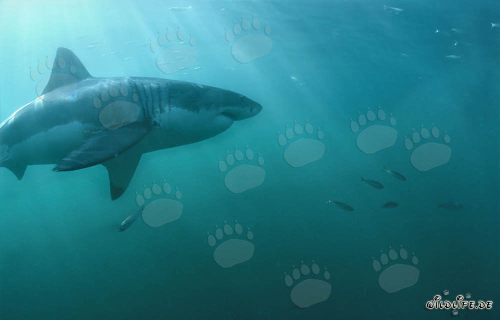 Fascinating Great White Shark Swimming with Small Fish