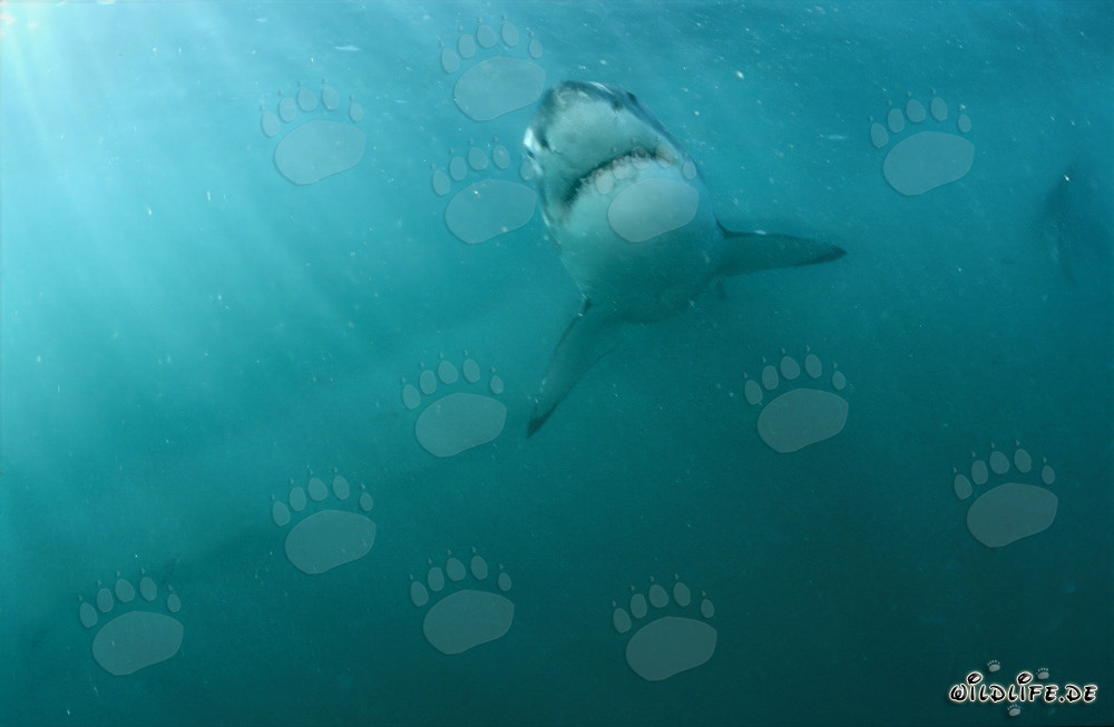 Ascension majestueuse du grand requin blanc au large des côtes sud-africaines