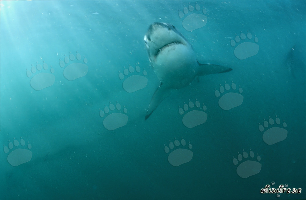 Majestic Ascend of the Great White Shark off the Coast of South Africa