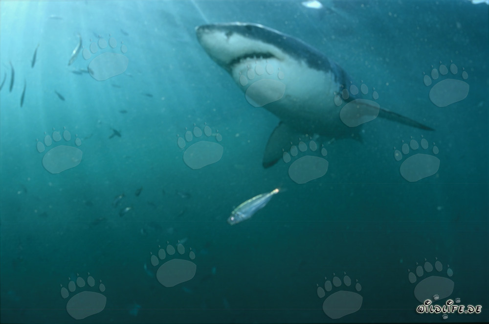 Fascinating Great White Shark hunting for prey