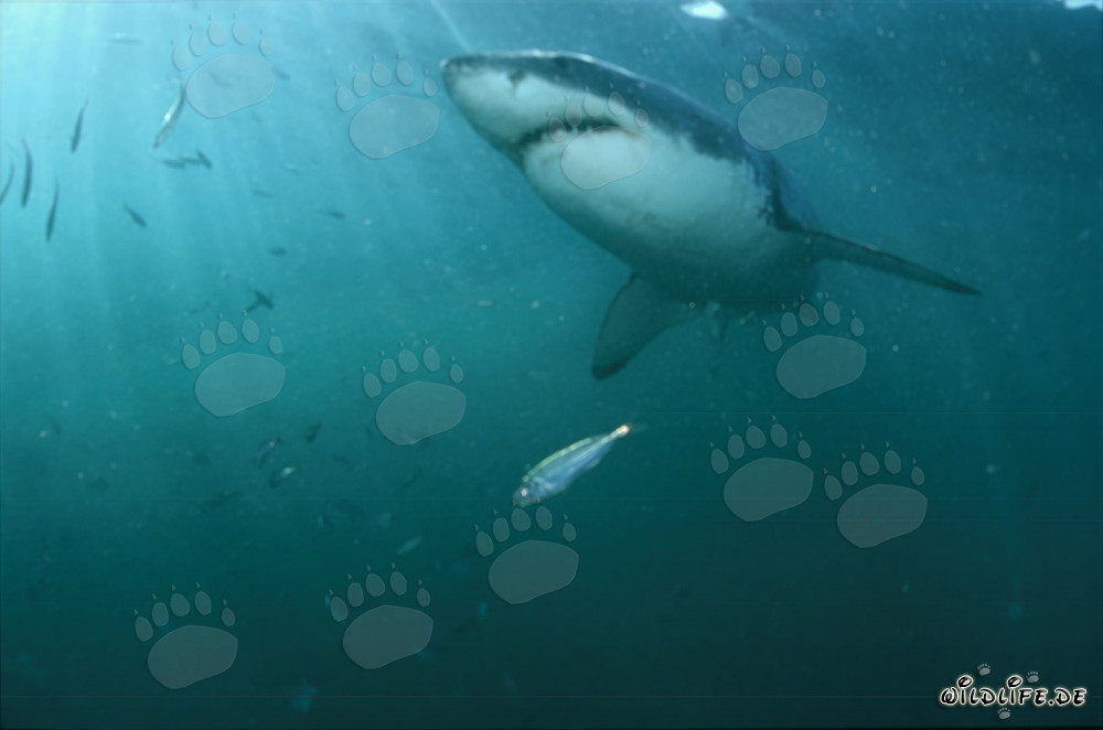 Requin blanc fascinant à la chasse