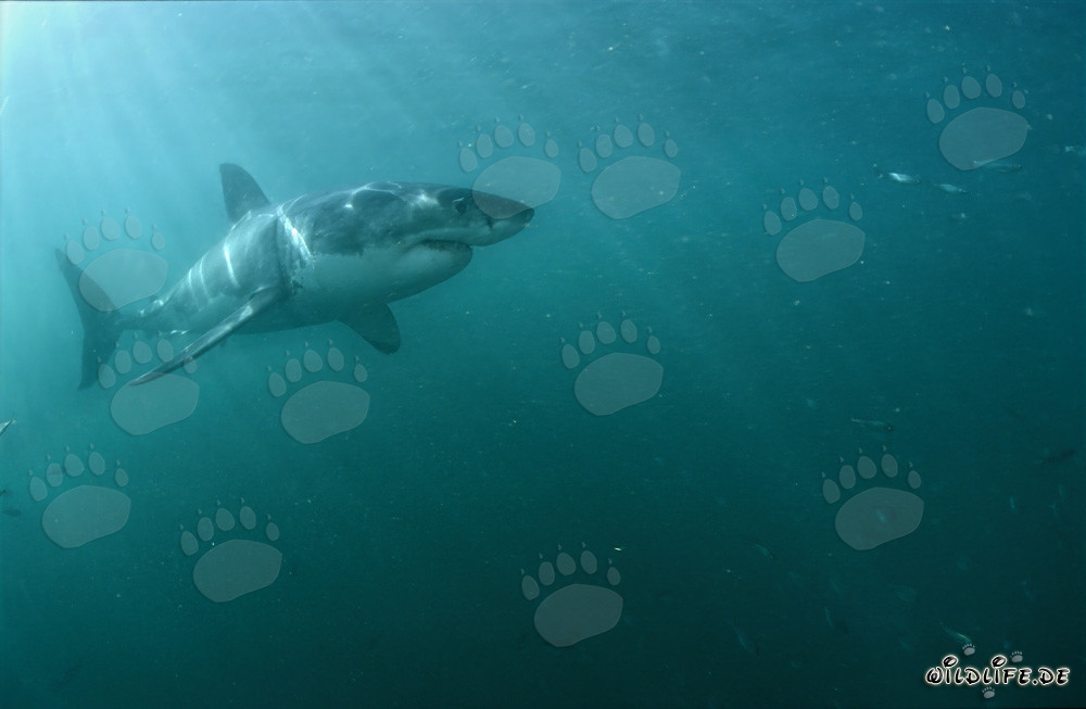 Grand requin blanc majestueux sous la lumière du soleil