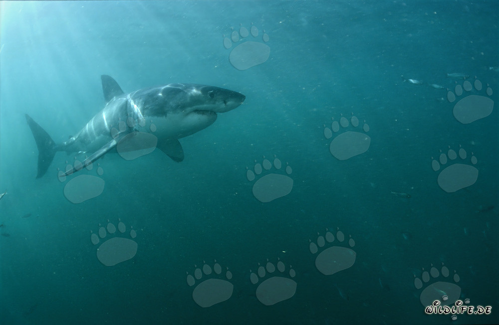 Majestic Great White Shark in Sunlight