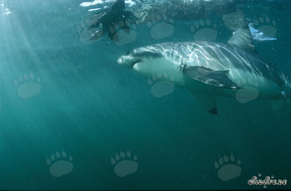 Grand requin blanc admire une réplique de phoque très réaliste
