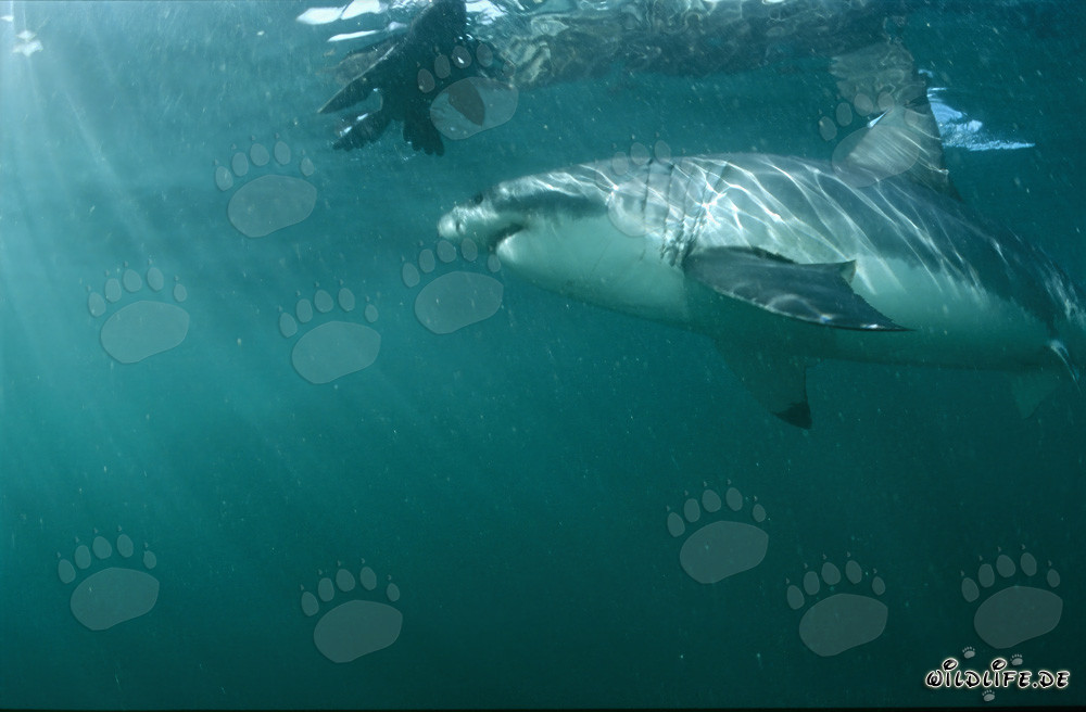 Grande squalo bianco ammira una replica di foca incredibilmente realistica