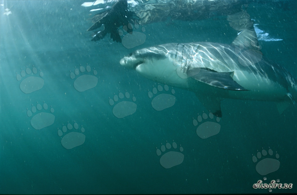 Gran tiburón blanco admira una réplica de foca increíblemente realista