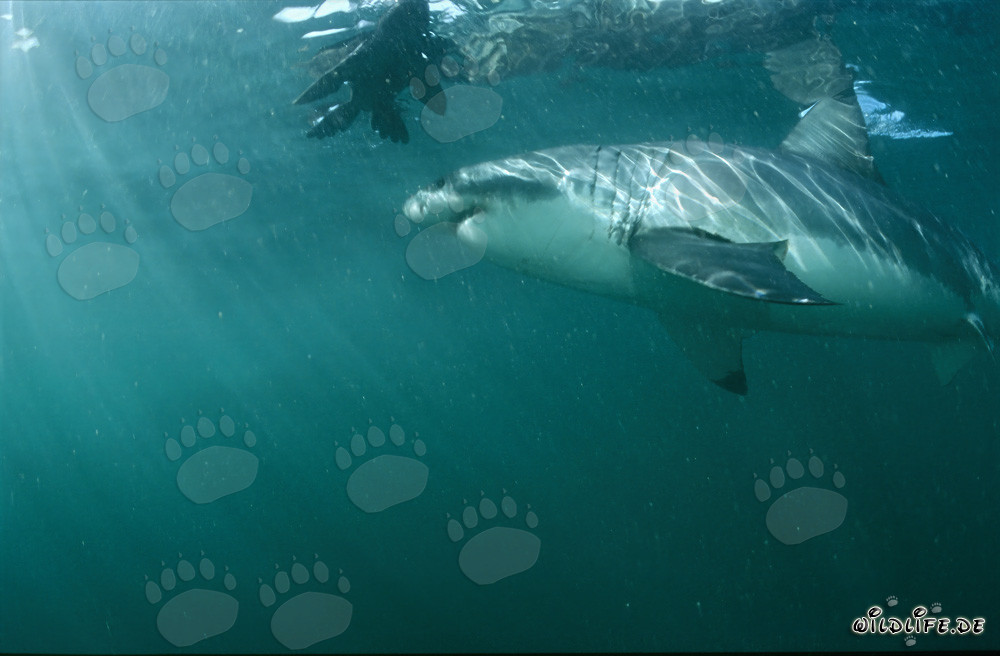 Great White Shark admires lifelike seal decoy