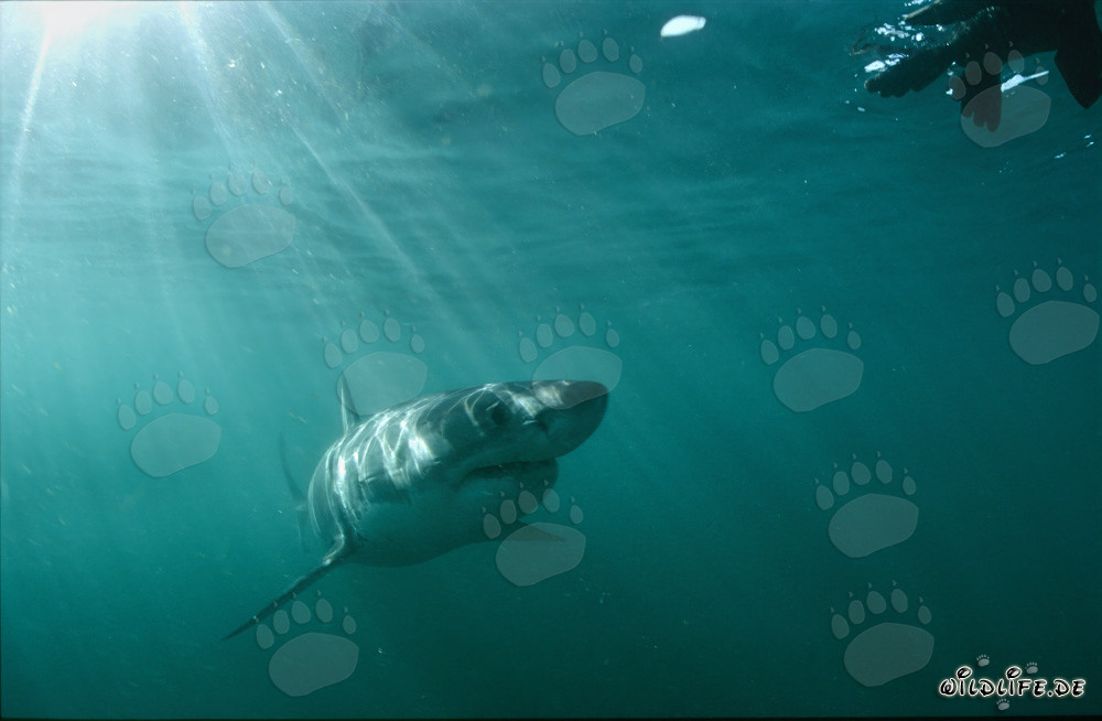 Majestic Great White Shark admires lifelike seal decoy