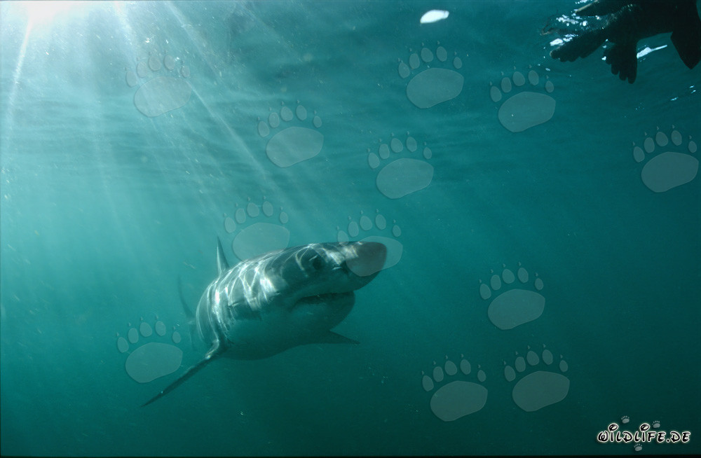 Requin blanc majestueux admire une fausse attraction de phoque incroyablement réaliste