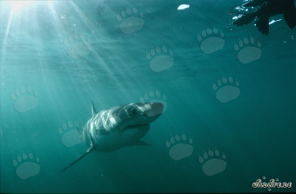 Majestuoso tiburón blanco admira una atractiva réplica de foca sorprendentemente realista