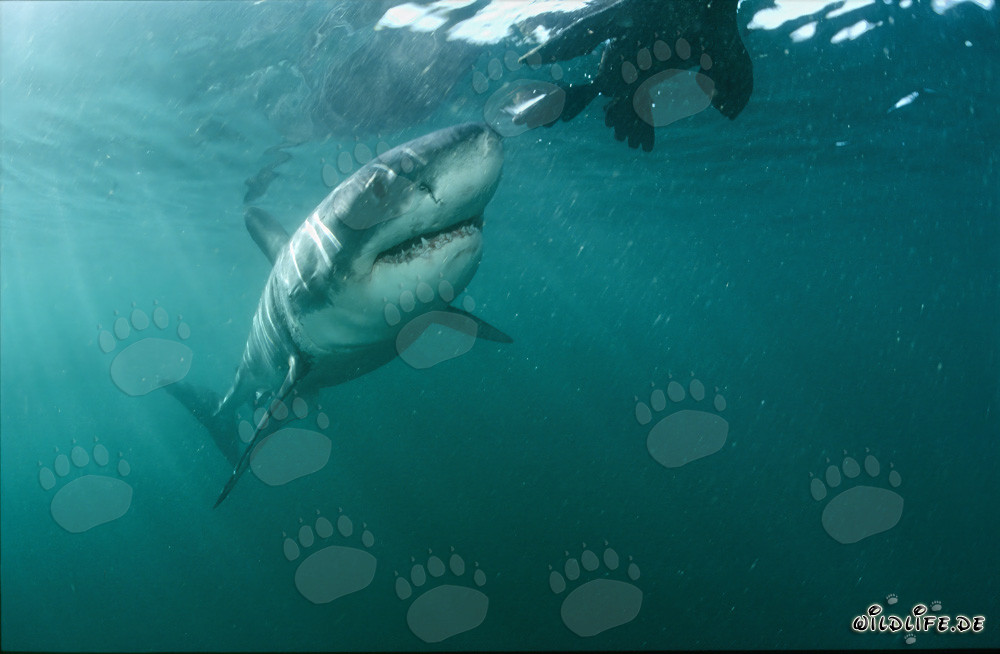Great White Shark: A Seal Decoy Like This is Unknown to Him