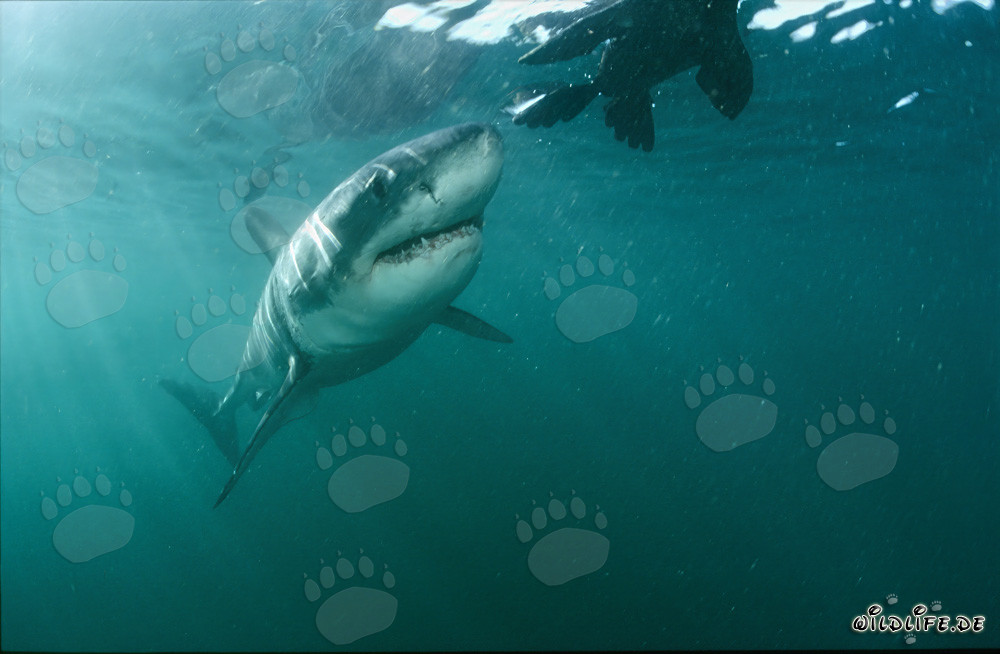 Requin blanc émerveillé : une telle otarie (leurre) lui est inconnue