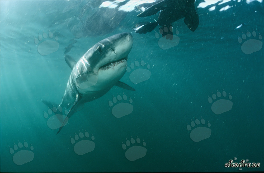 Tiburón blanco asombrado: un lobo marino (señuelo) así le es desconocido