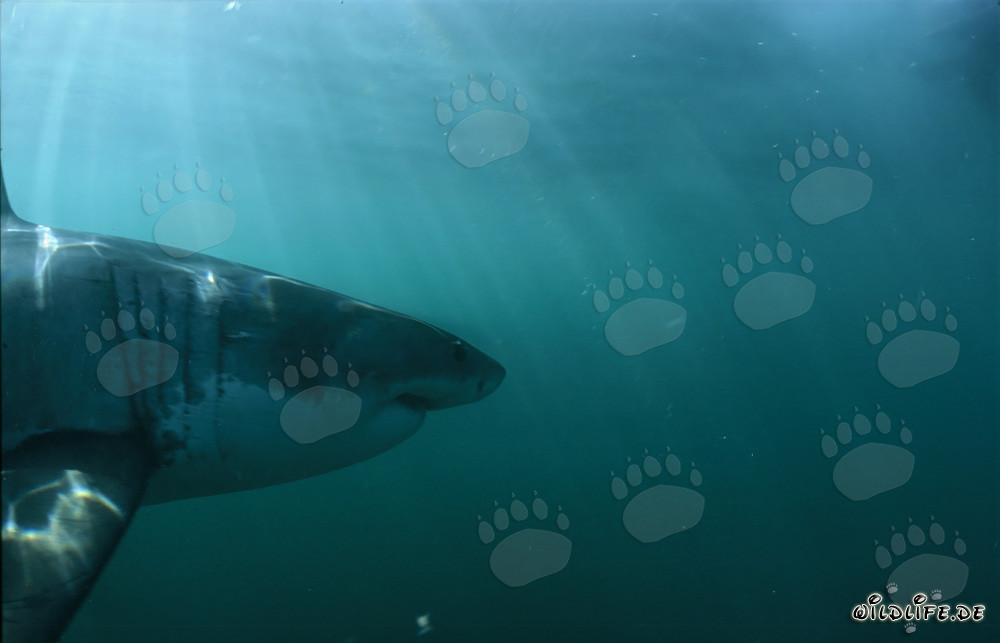 Portrait imposant du grand requin blanc - Majestueux habitant des mers