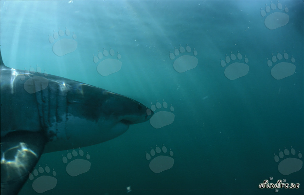 Impressive head portrait of the Great White Shark - Majestic marine creature