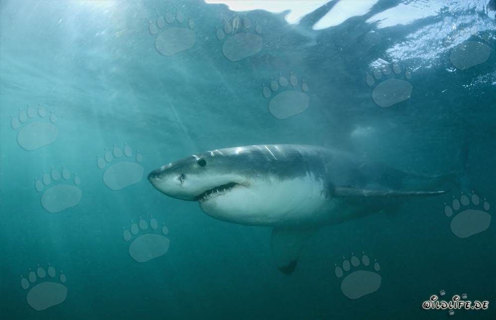 Grand Requin Blanc Fascinant - Le redoutable prédateur des mers légendaire