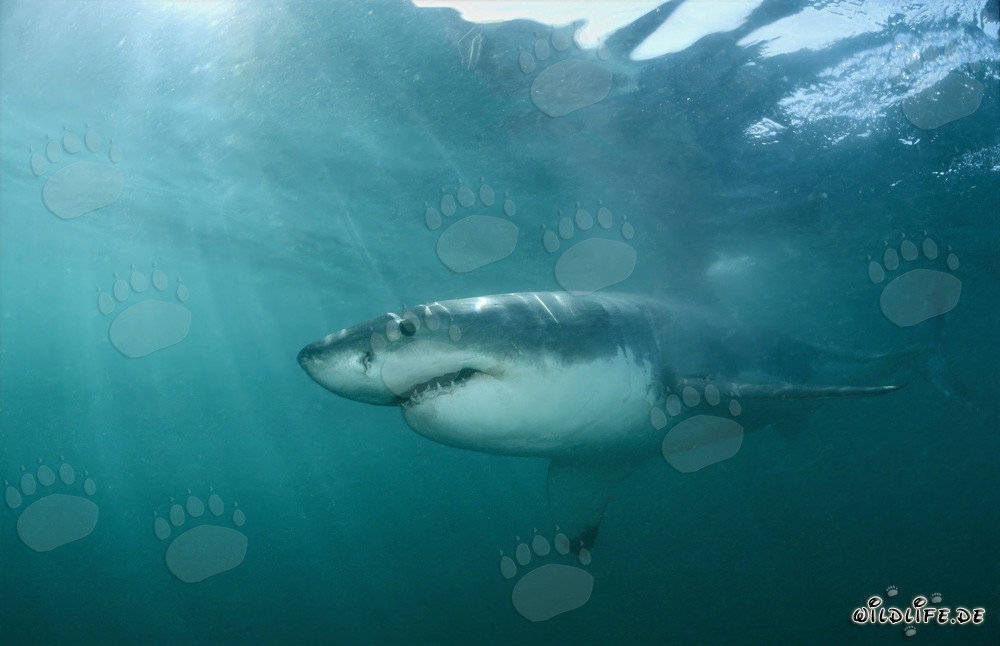 Fascinating Great White Shark - The legendary top predator of the seas
