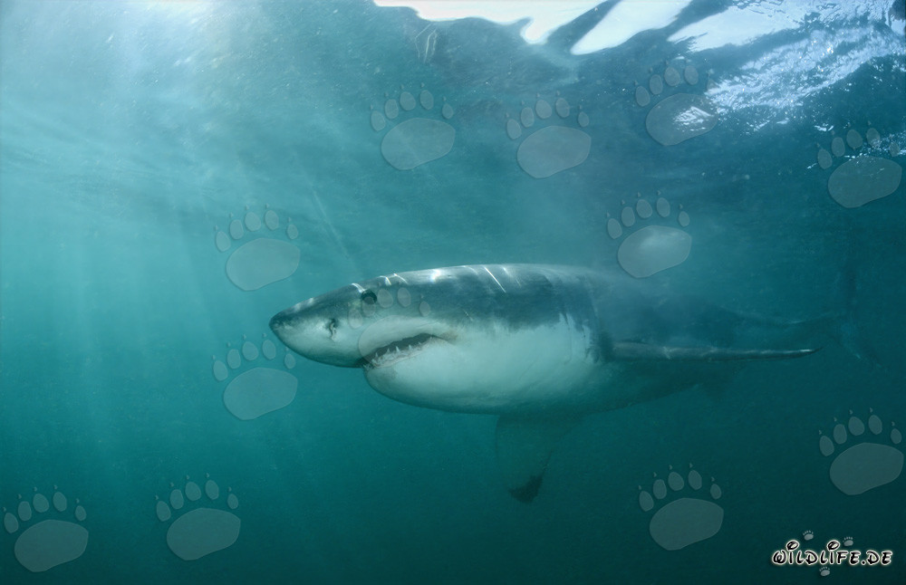 Affascinante Squalo Bianco - Il leggendario predatore dei mari