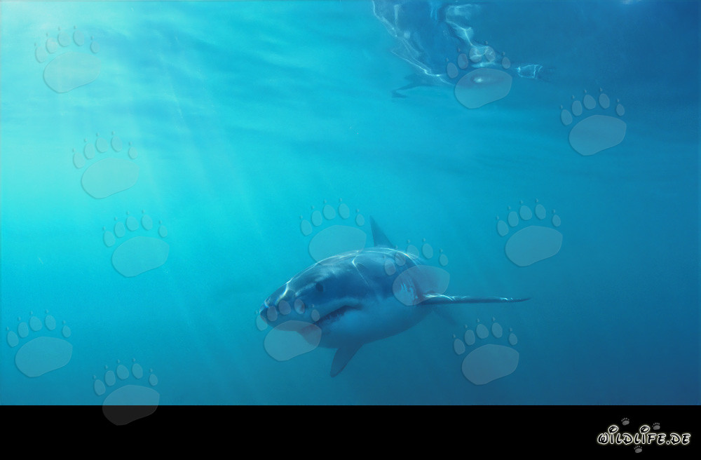 Baby Great White Shark foraging