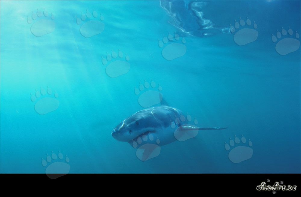 Jeune requin blanc à la recherche de nourriture