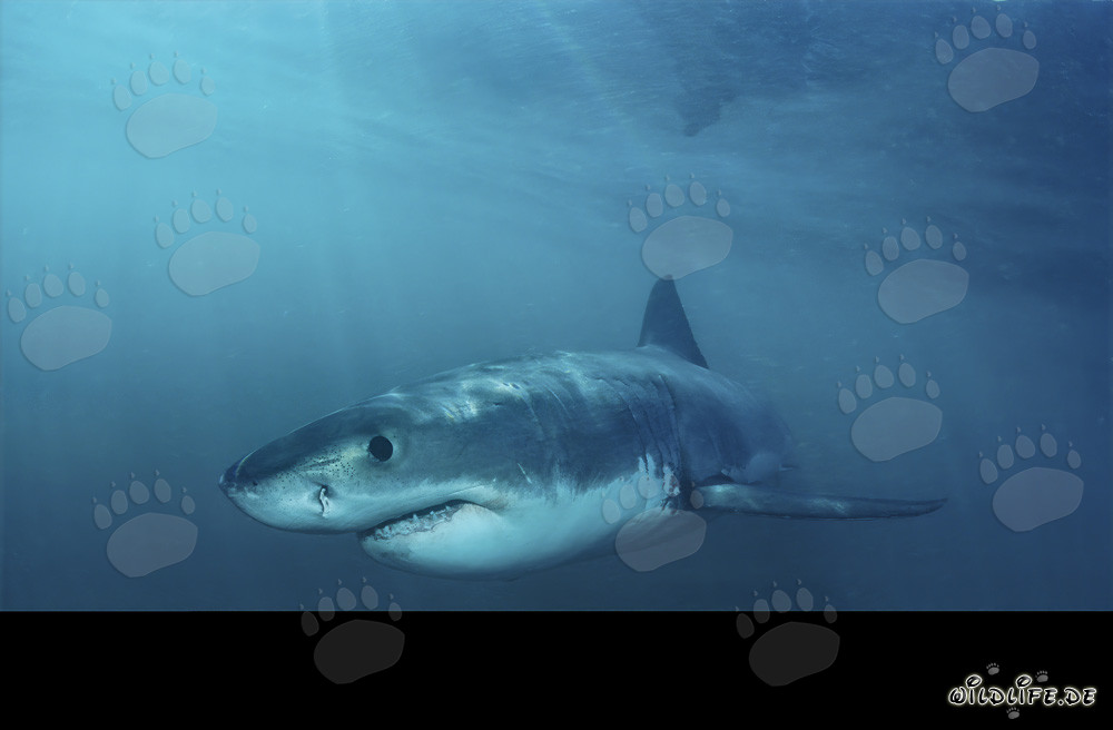 Fascinating dark blue eye of the Baby Great White Shark gleaming in the light