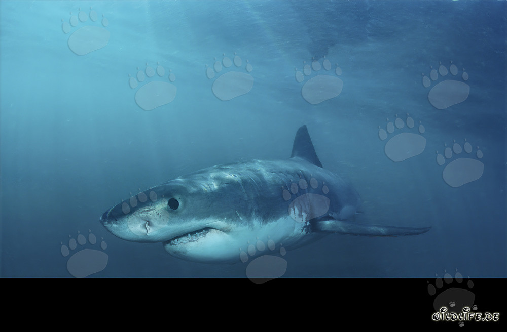 Œil bleu foncé fascinant du bébé grand requin blanc brillant dans la lumière