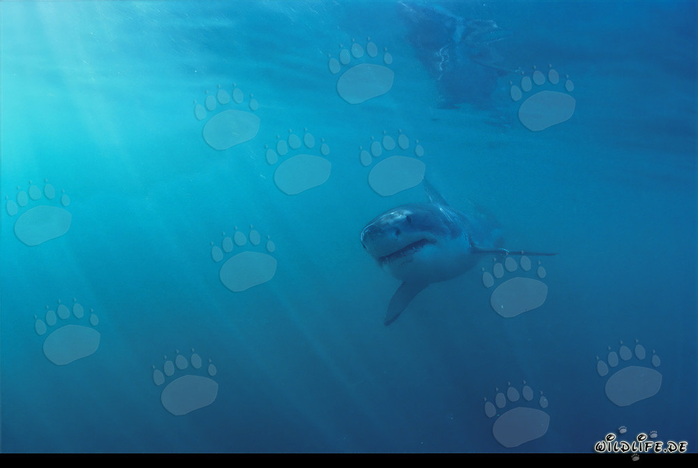 Jeune Requin Blanc à la lumière inhabituelle