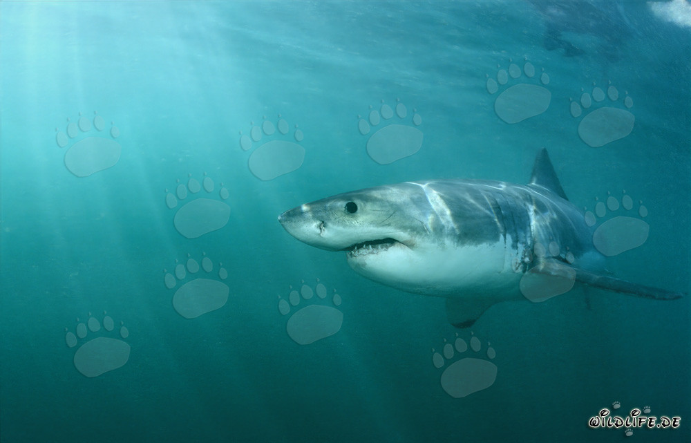 Great white shark approaching the seal colony on Geyser Rock