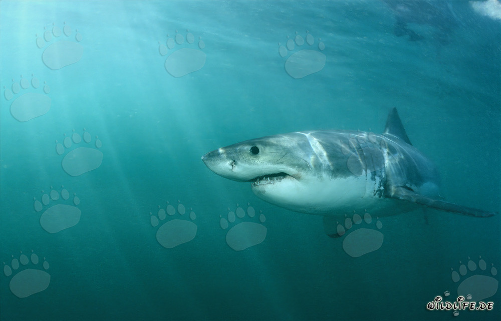 Grand requin blanc s'approche de la colonie de phoques sur Geyser Rock