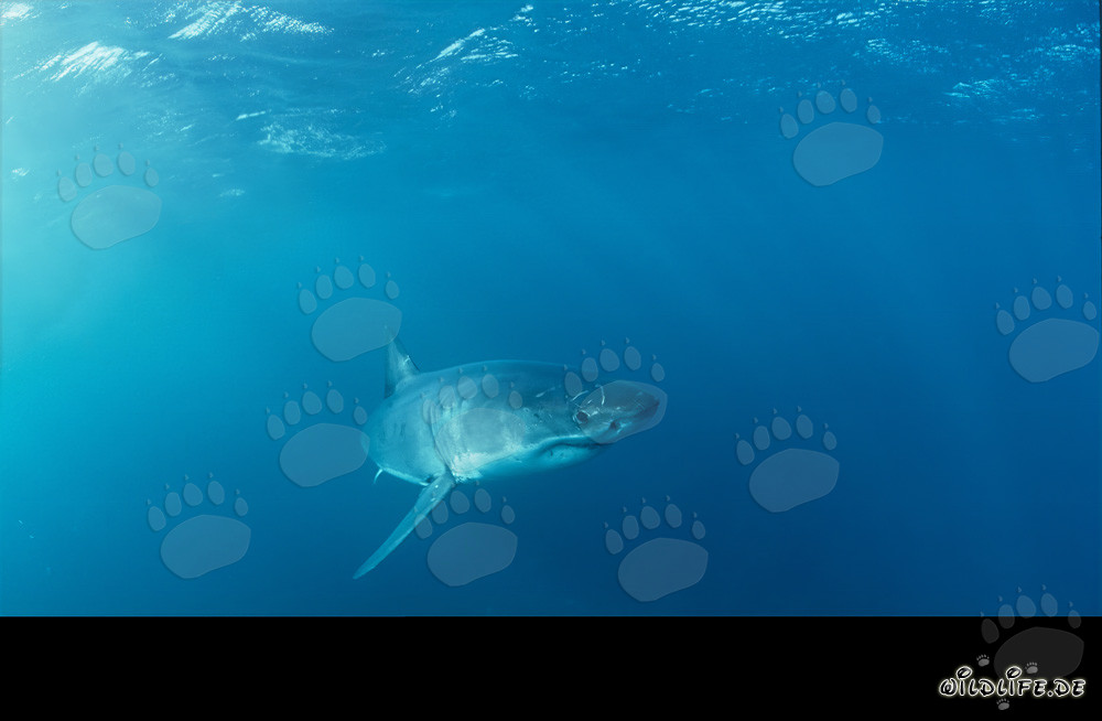 Jeune requin blanc explorant son environnement