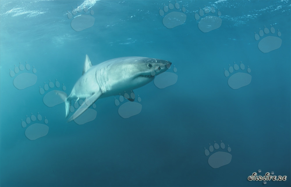 Grand requin blanc majestueux en train de remonter vers la surface de la mer au large de la côte sud-africaine