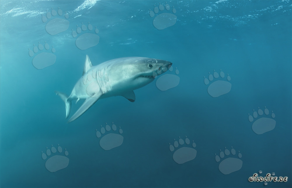 Gran tiburón blanco majestuoso ascendiendo hacia la superficie del mar frente a la costa de Sudáfrica