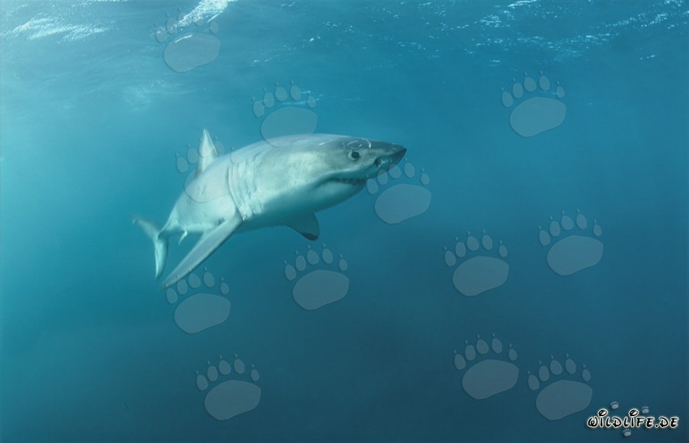 Majestic Great White Shark rising to the sea surface off the coast of South Africa