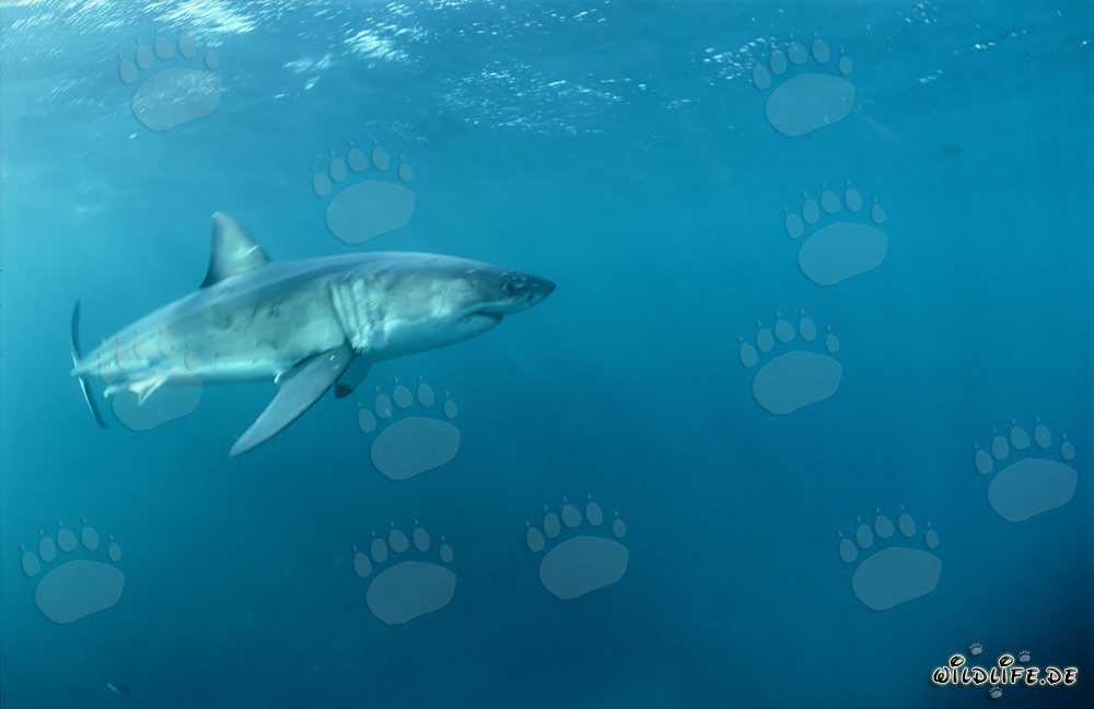 Mythe et fascination du Grand Requin Blanc