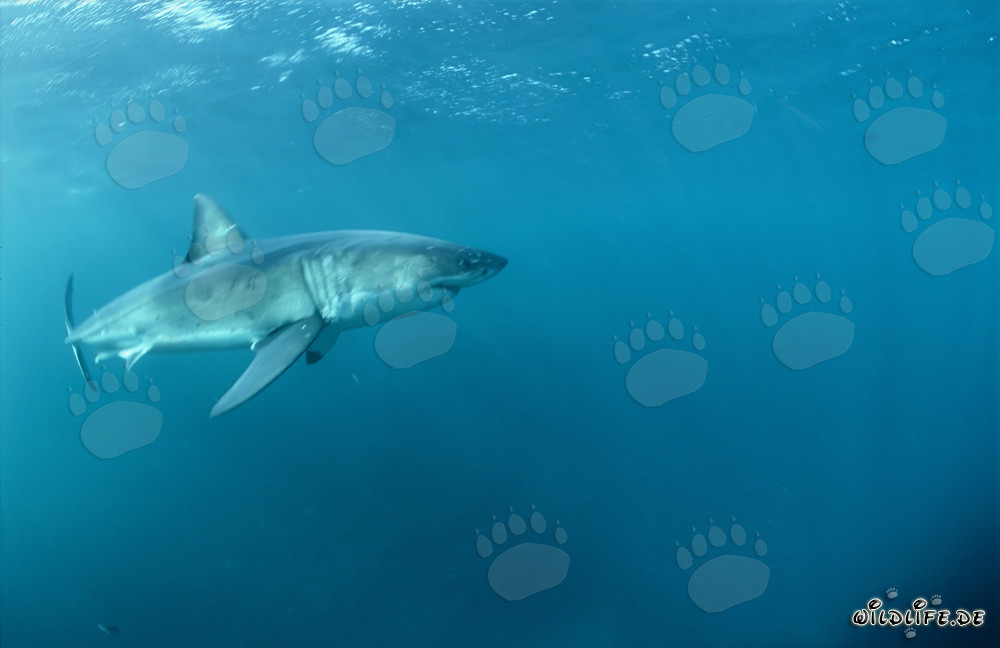 Myth and Fascination of the Great White Shark
