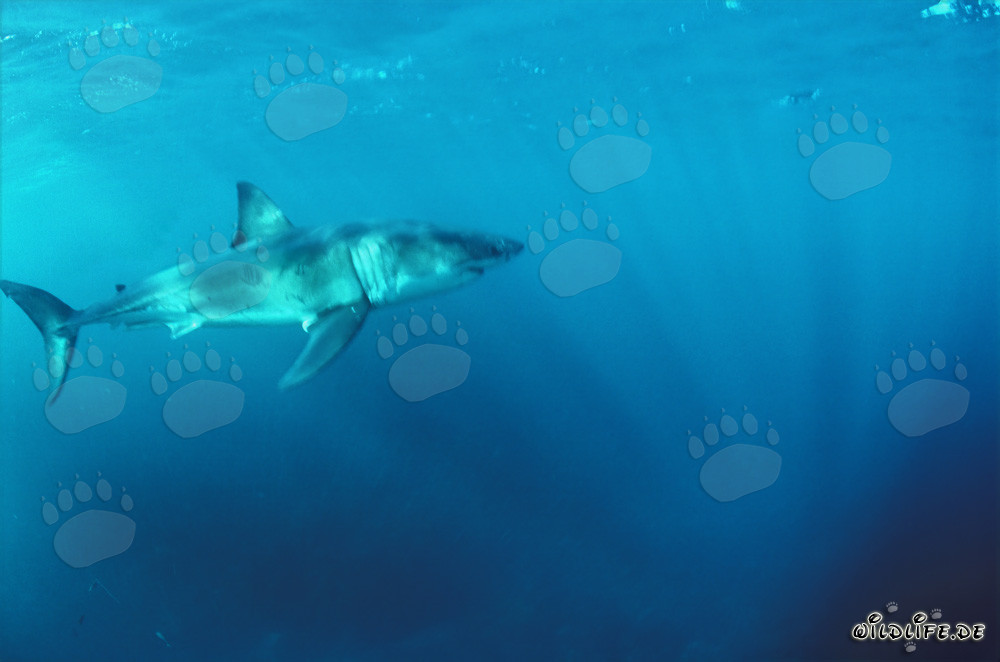 Grand requin blanc majestueux : roi des mers