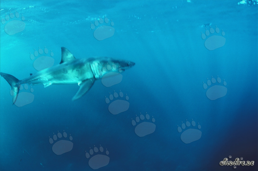 Majestic Great White Shark: King of the Oceans