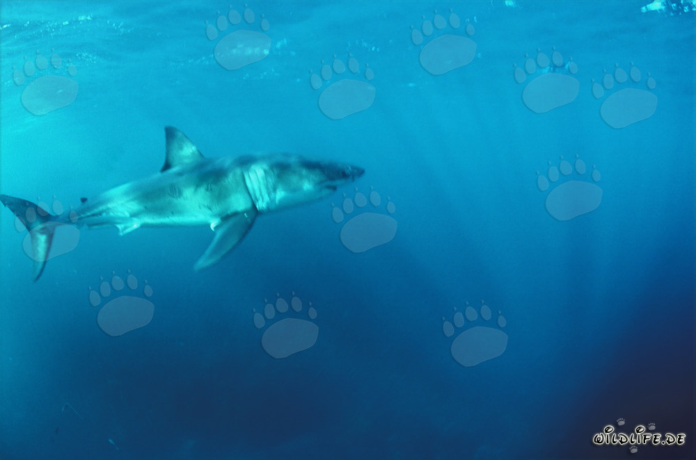 Tiburón blanco majestuoso: rey de los mares