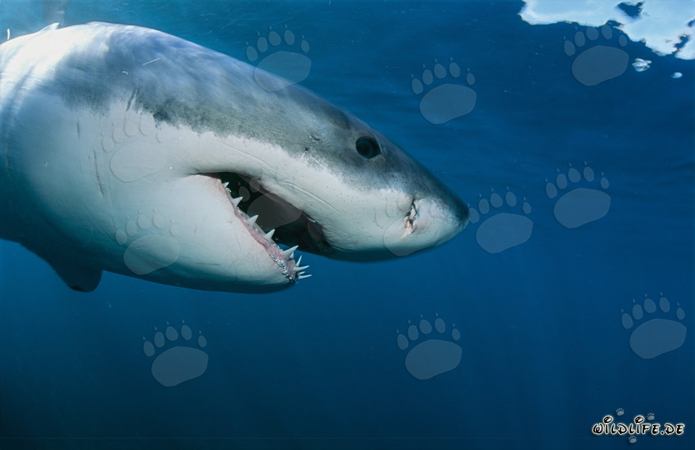 Portrait latéral imposant d'un majestueux grand requin blanc