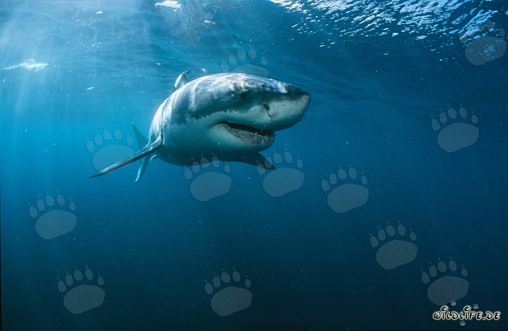 Great White Shark off the Coast of South Africa