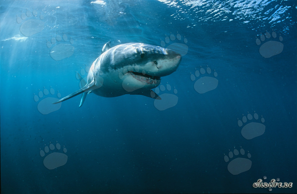 Grand requin blanc au large des côtes sud-africaines
